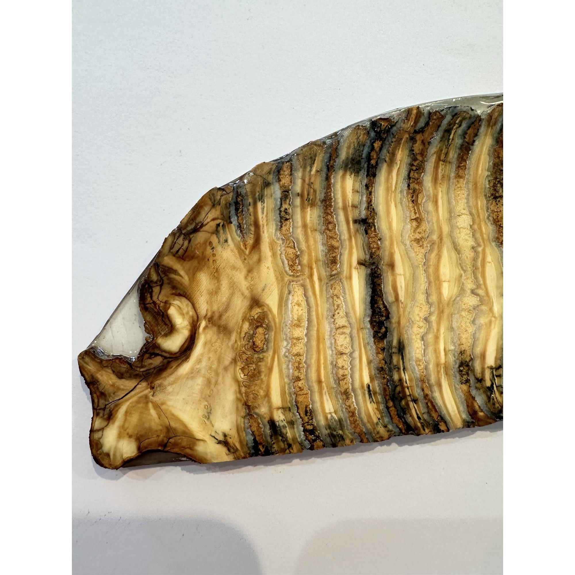 Woolly Mammoth Tooth slice Prehistoric Online