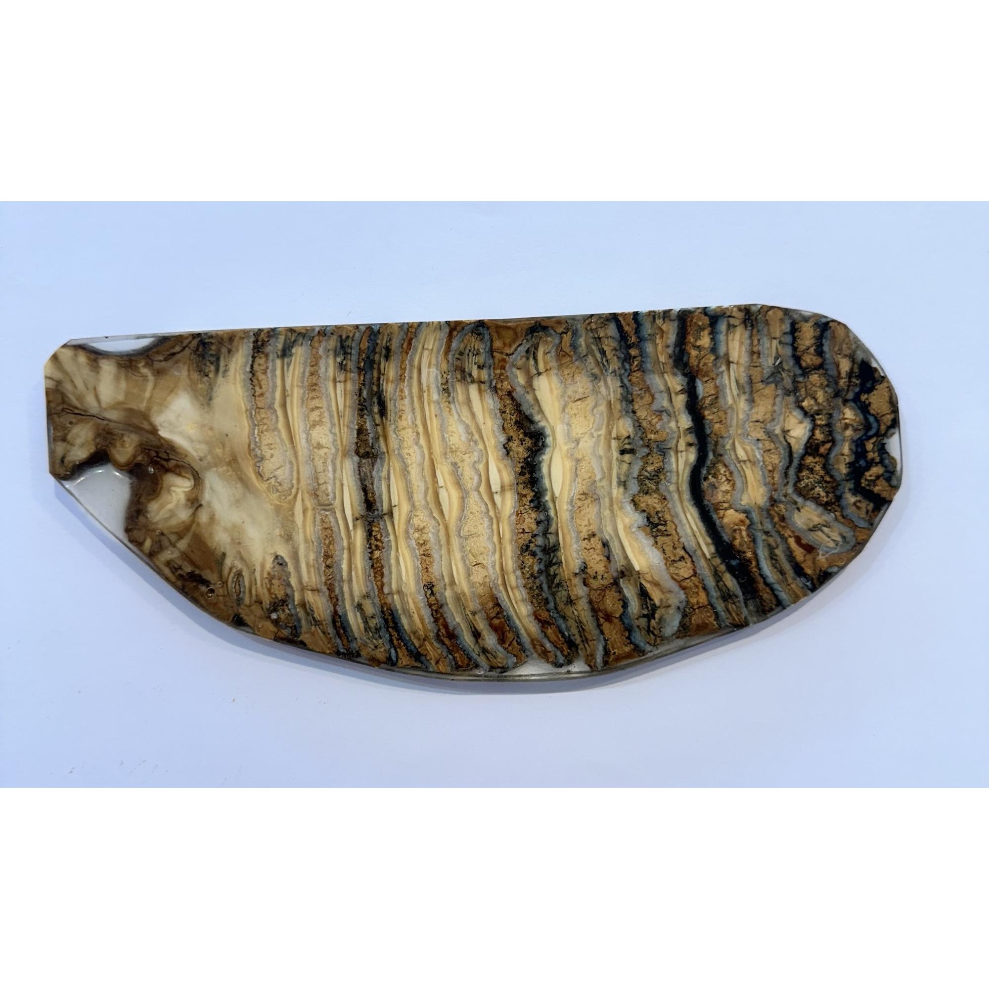 Woolly Mammoth Tooth slice Prehistoric Online