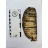 Woolly Mammoth Tooth slice Prehistoric Online