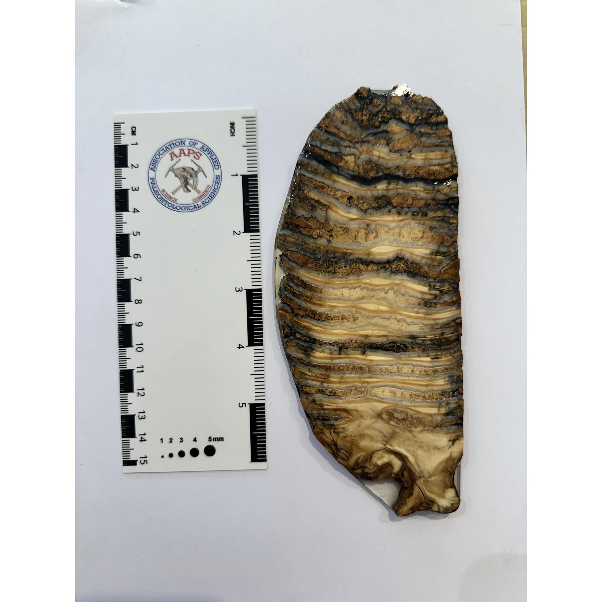 Woolly Mammoth Tooth slice Prehistoric Online