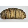 Woolly Mammoth Tooth slice Prehistoric Online