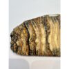 Woolly Mammoth Tooth slice Prehistoric Online