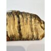 Woolly Mammoth Tooth slice Prehistoric Online