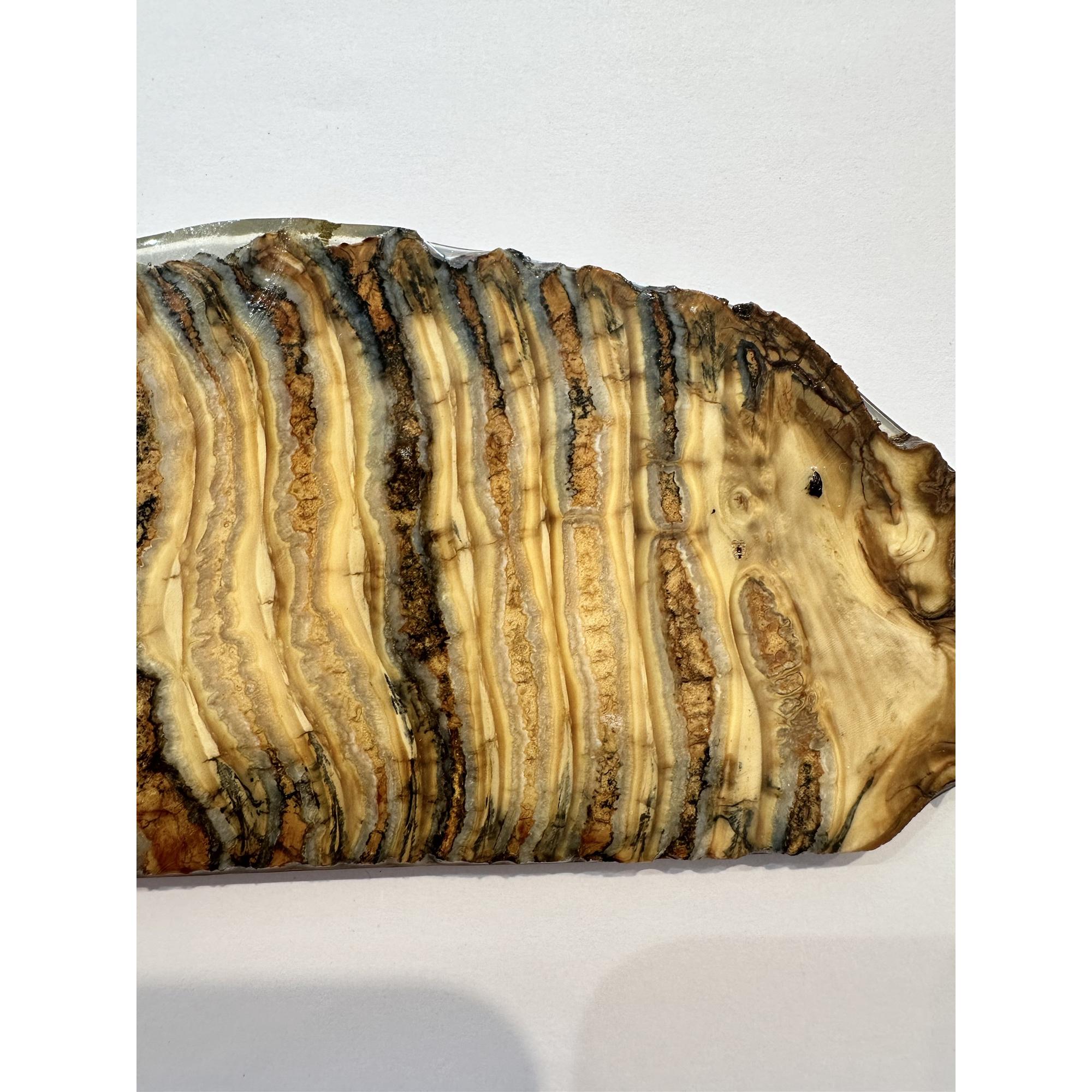 Woolly Mammoth Tooth slice Prehistoric Online