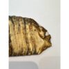 Woolly Mammoth Tooth slice Prehistoric Online