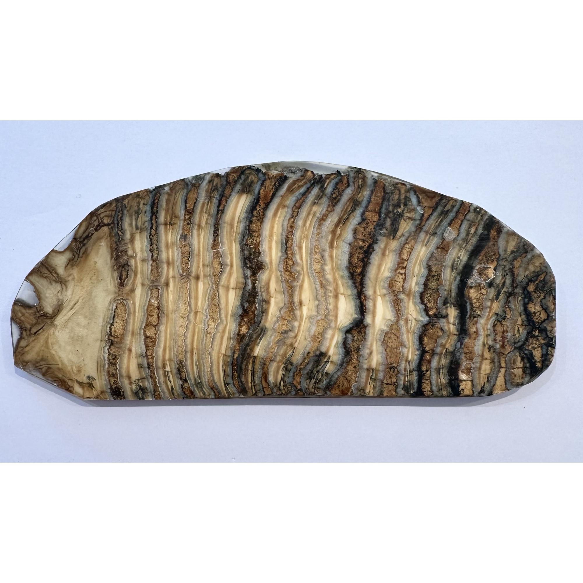 Woolly Mammoth Tooth slice Prehistoric Online