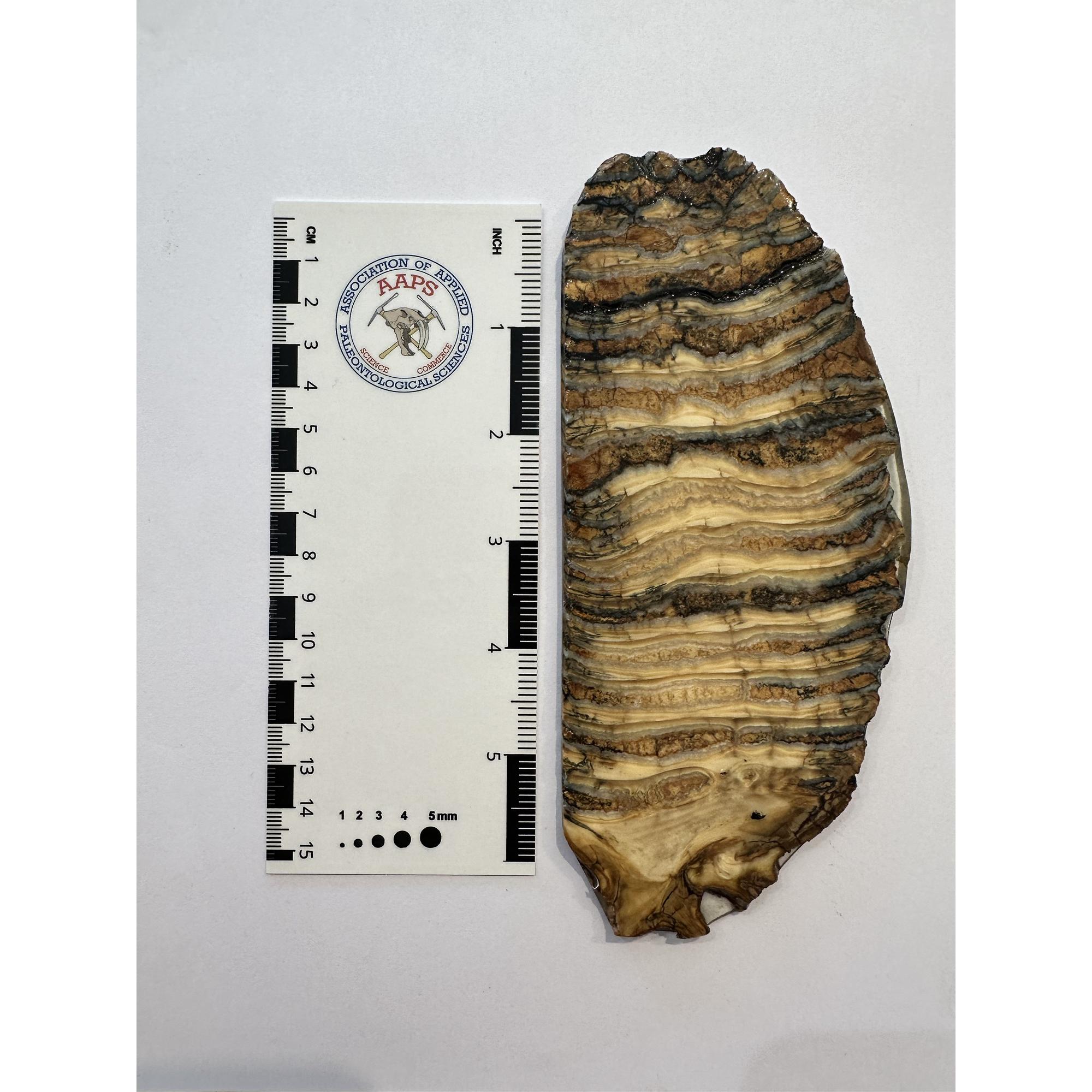 Woolly Mammoth Tooth slice Prehistoric Online