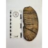 Woolly Mammoth Tooth slice Prehistoric Online