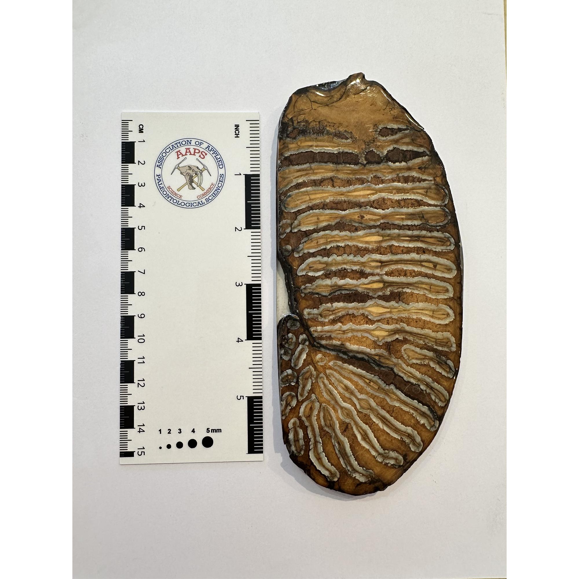 Woolly Mammoth Tooth slice Prehistoric Online