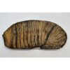 Woolly Mammoth Tooth slice Prehistoric Online