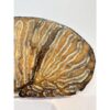 Woolly Mammoth Tooth slice Prehistoric Online