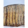 Woolly Mammoth Tooth slice Prehistoric Online