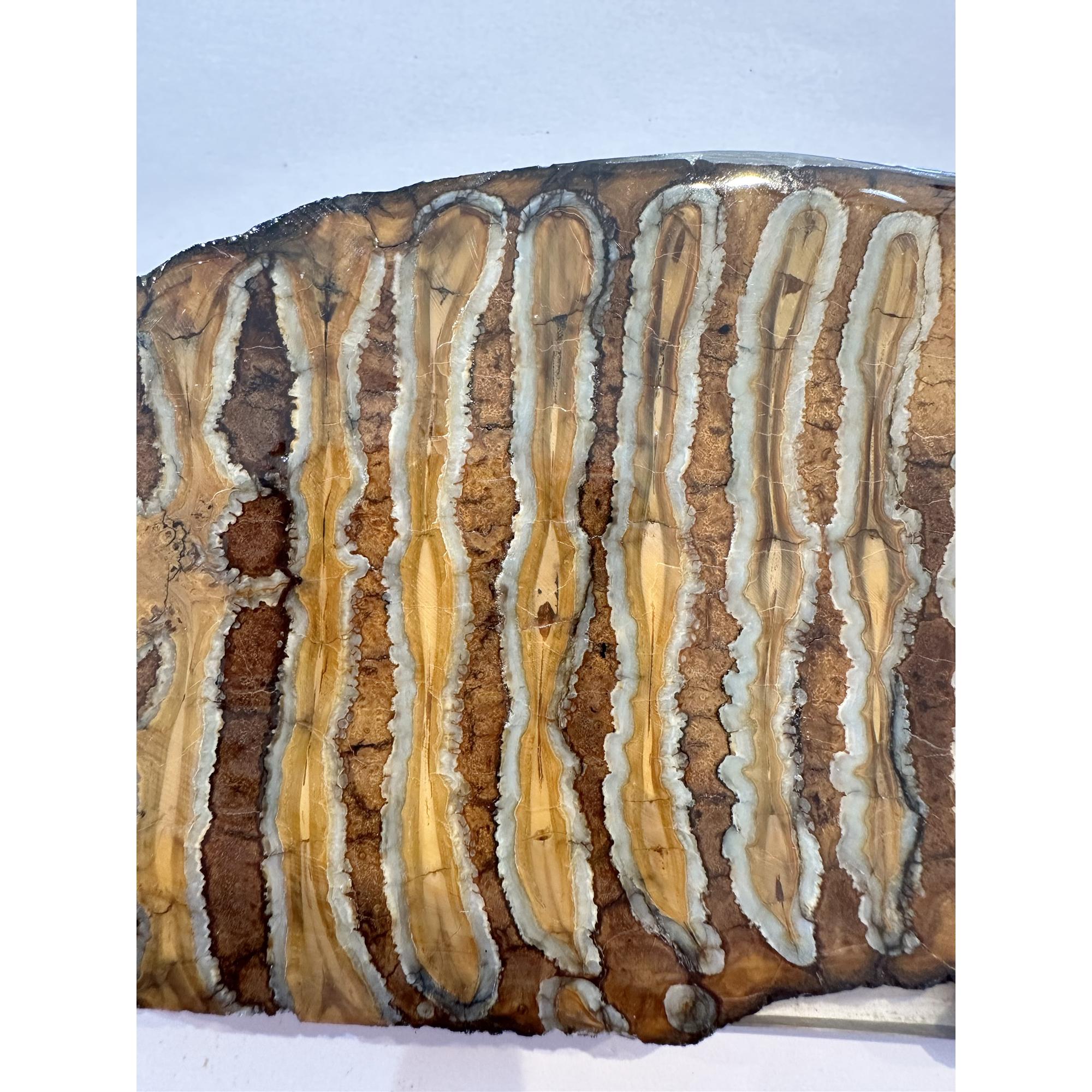 Woolly Mammoth Tooth slice Prehistoric Online