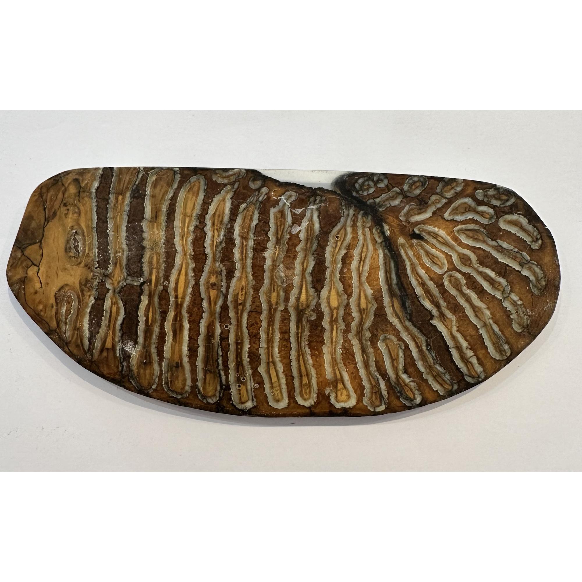 Woolly Mammoth Tooth slice Prehistoric Online