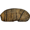 Woolly Mammoth Tooth slice Prehistoric Online