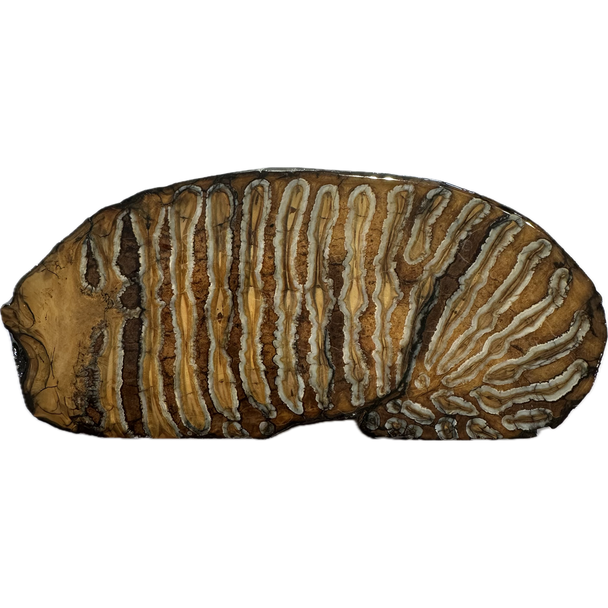 Woolly Mammoth Tooth slice Prehistoric Online