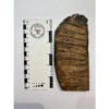 Woolly Mammoth Tooth slice Prehistoric Online