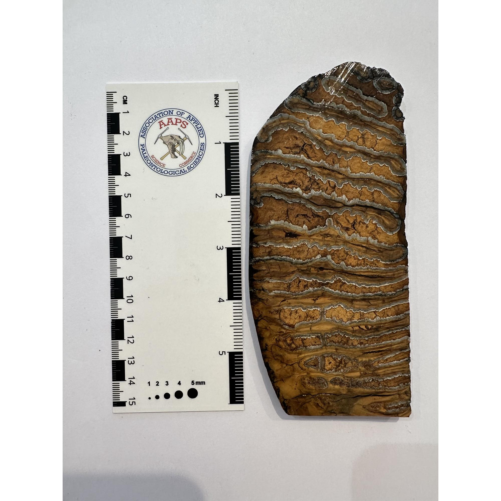 Woolly Mammoth Tooth slice Prehistoric Online