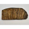 Woolly Mammoth Tooth slice Prehistoric Online