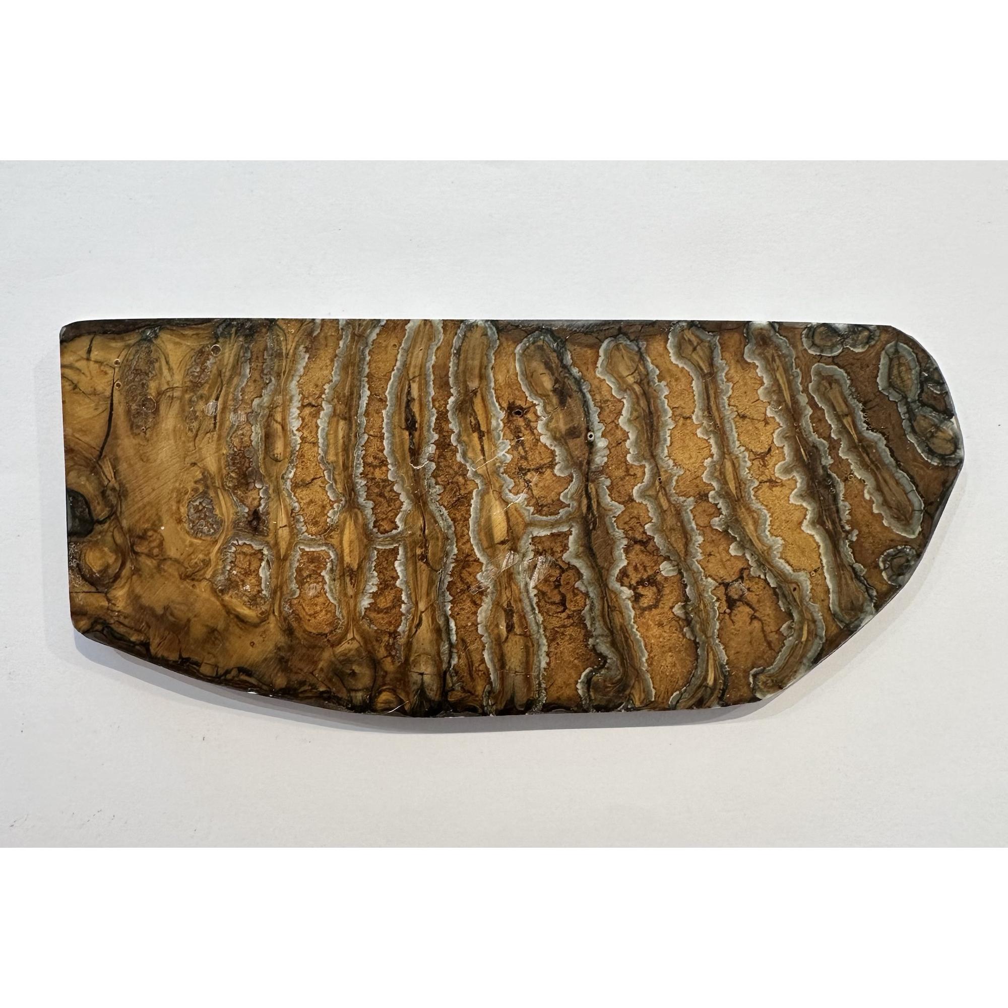 Woolly Mammoth Tooth slice Prehistoric Online