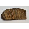 Woolly Mammoth Tooth slice Prehistoric Online