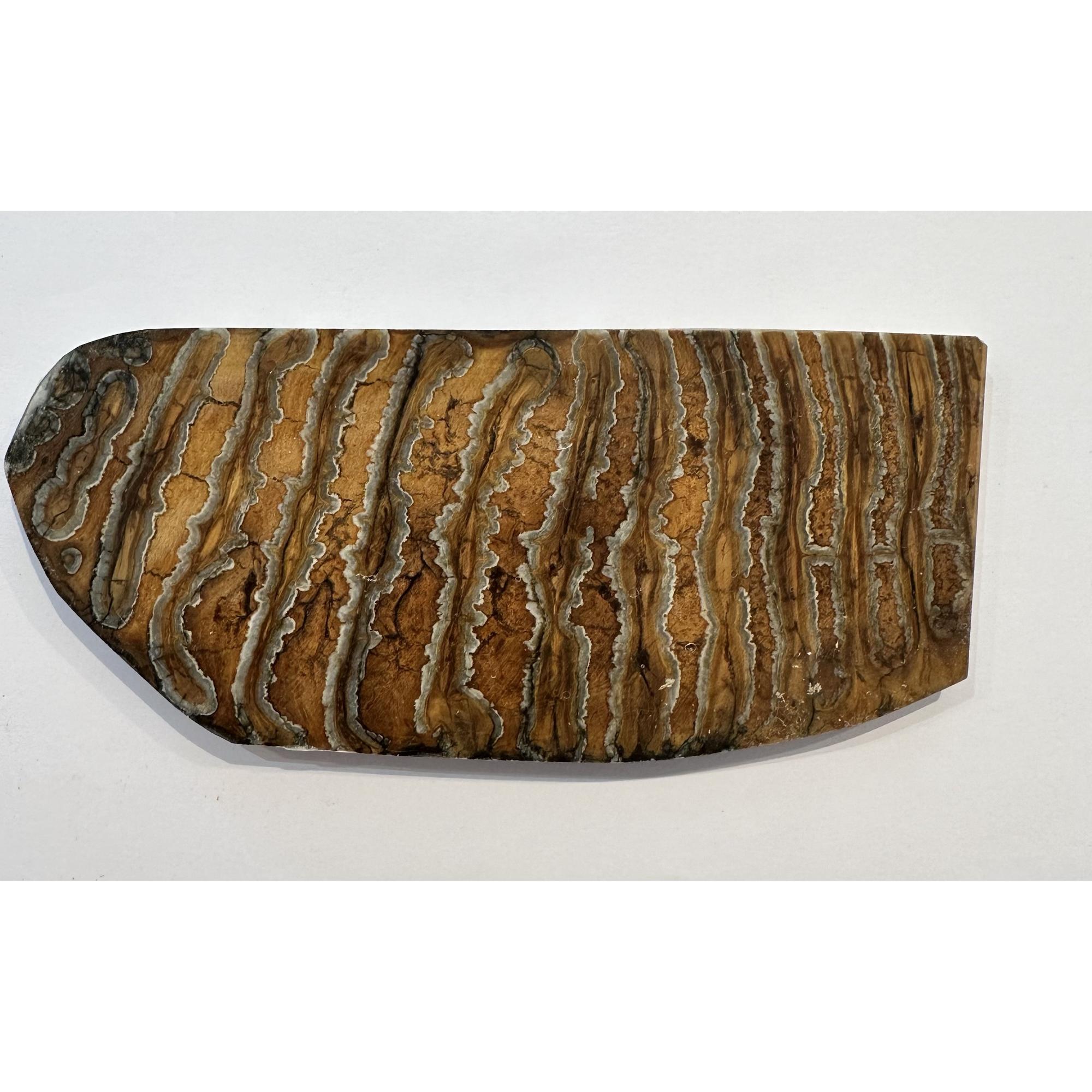 Woolly Mammoth Tooth slice Prehistoric Online