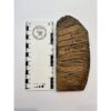 Woolly Mammoth Tooth slice Prehistoric Online