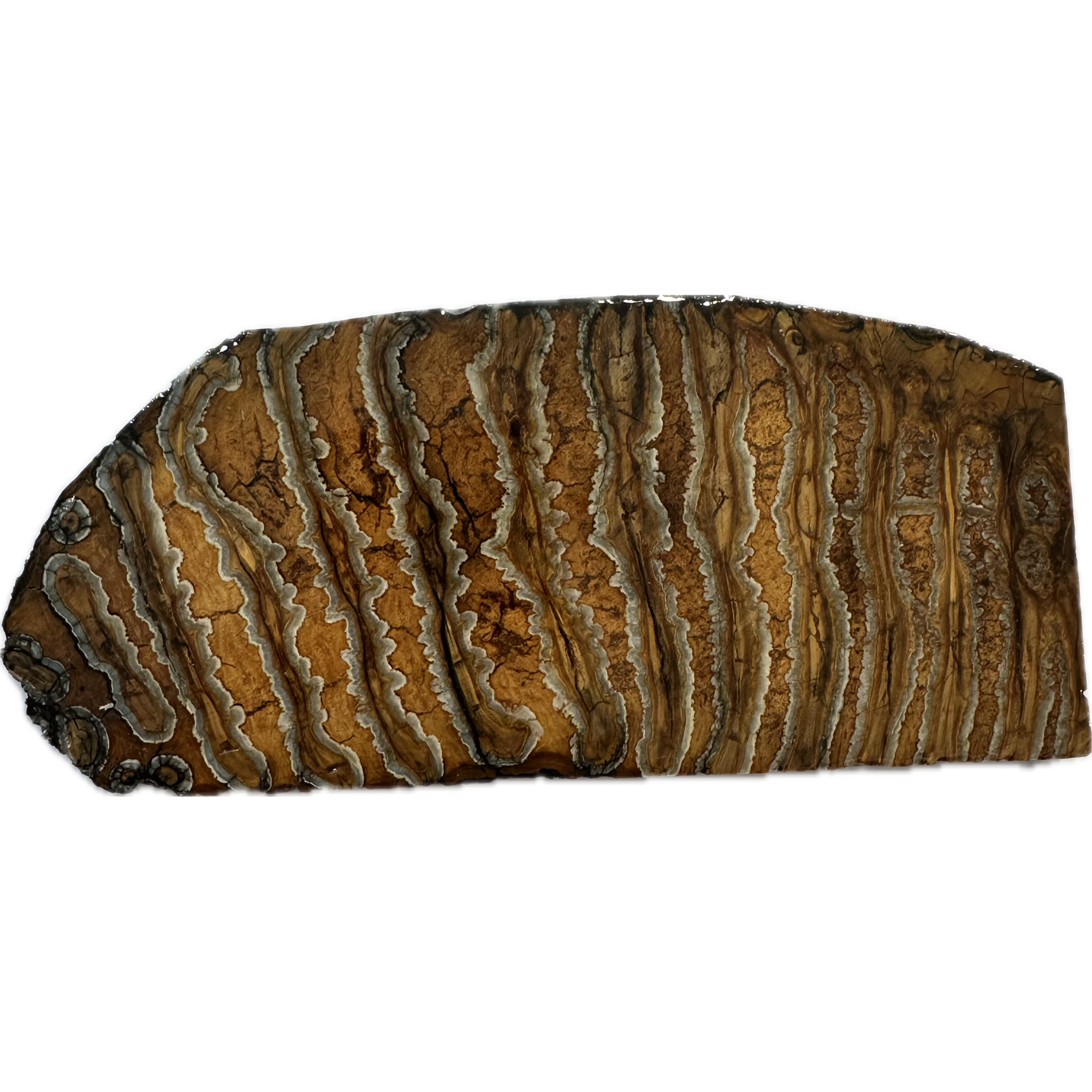 Woolly Mammoth Tooth slice Prehistoric Online