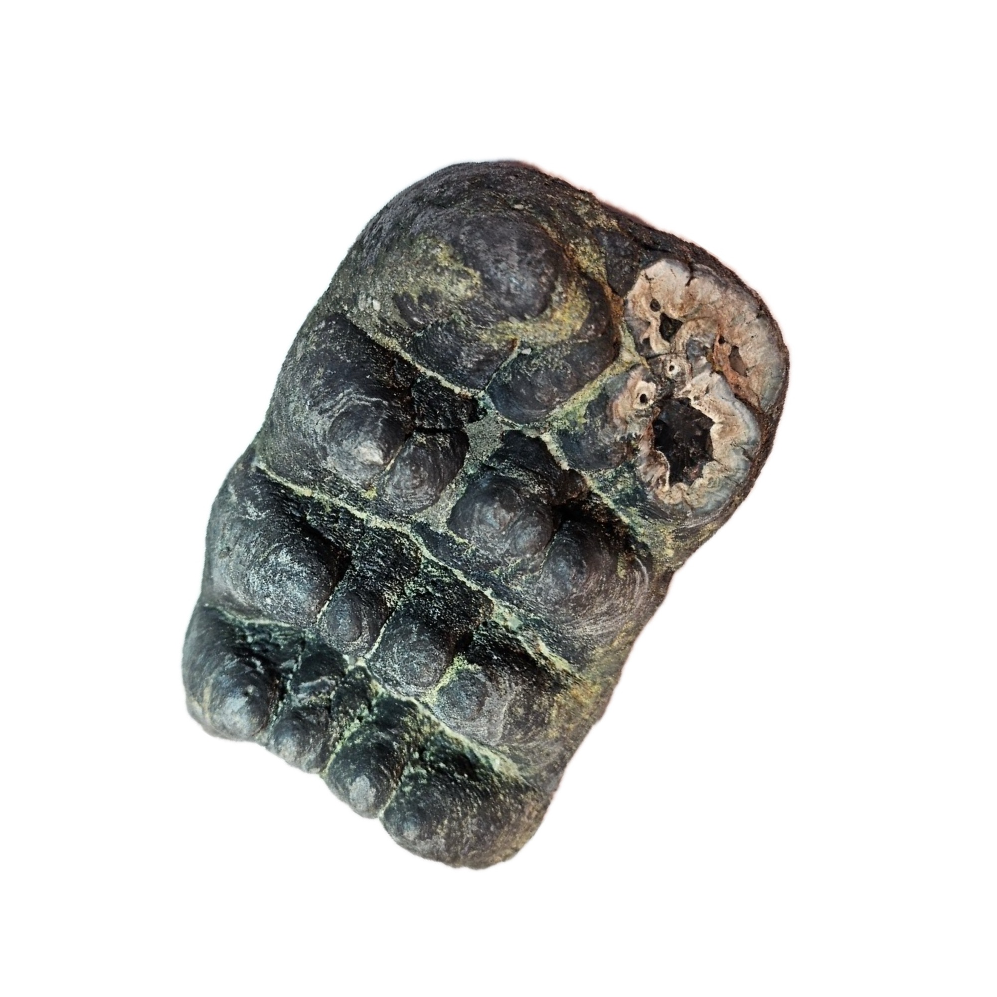 Stegodon Molar, Rare and exceptional Prehistoric Online