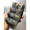 Stegodon Molar, Rare and exceptional Prehistoric Online