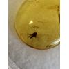 Amber with Bugs , Lithuania, Mosquito Prehistoric Online