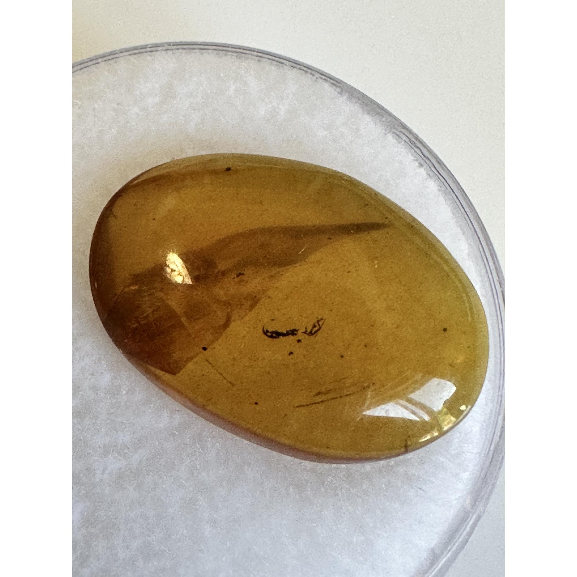 Amber with Bugs , Lithuania Prehistoric Online