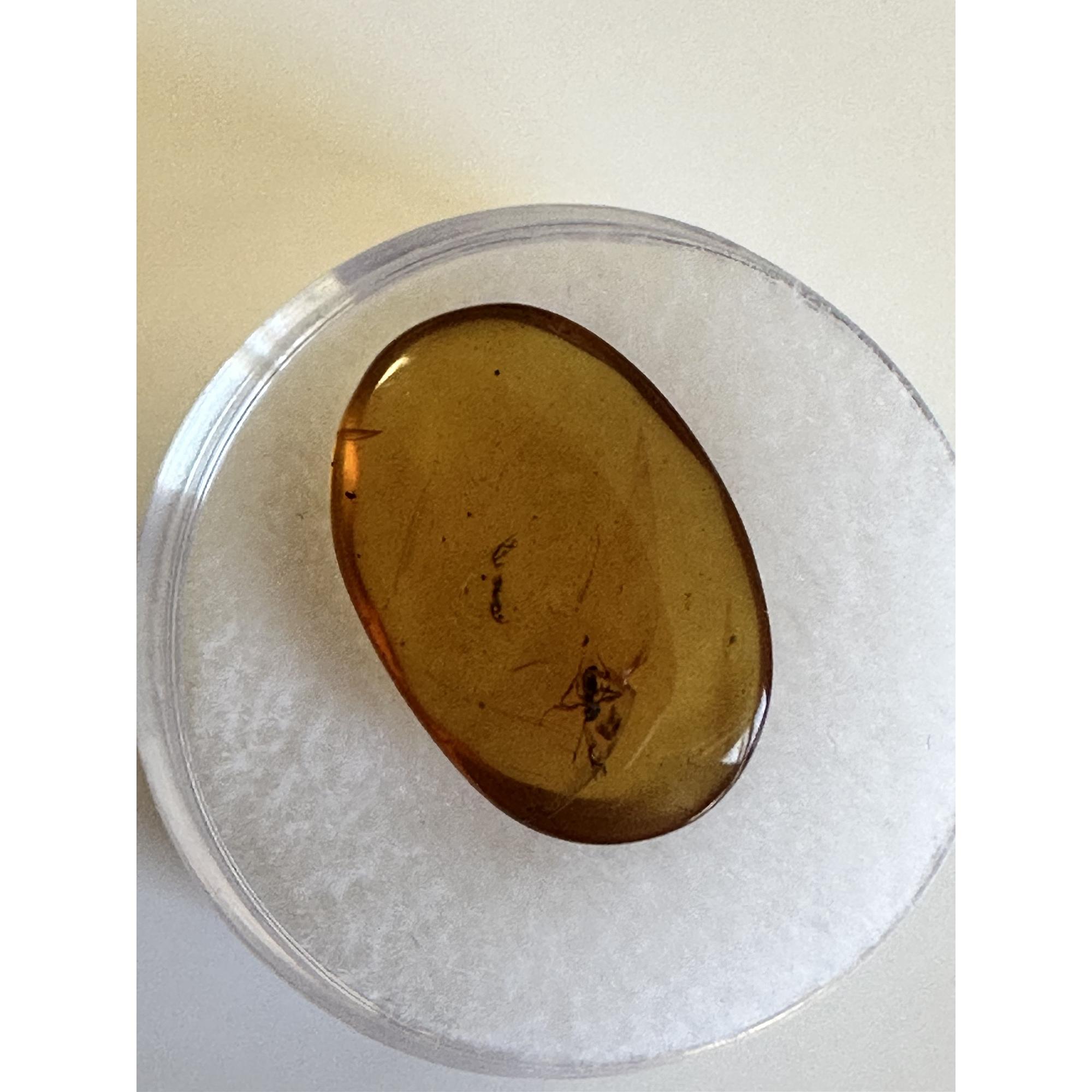 Amber with Bugs , Lithuania Prehistoric Online