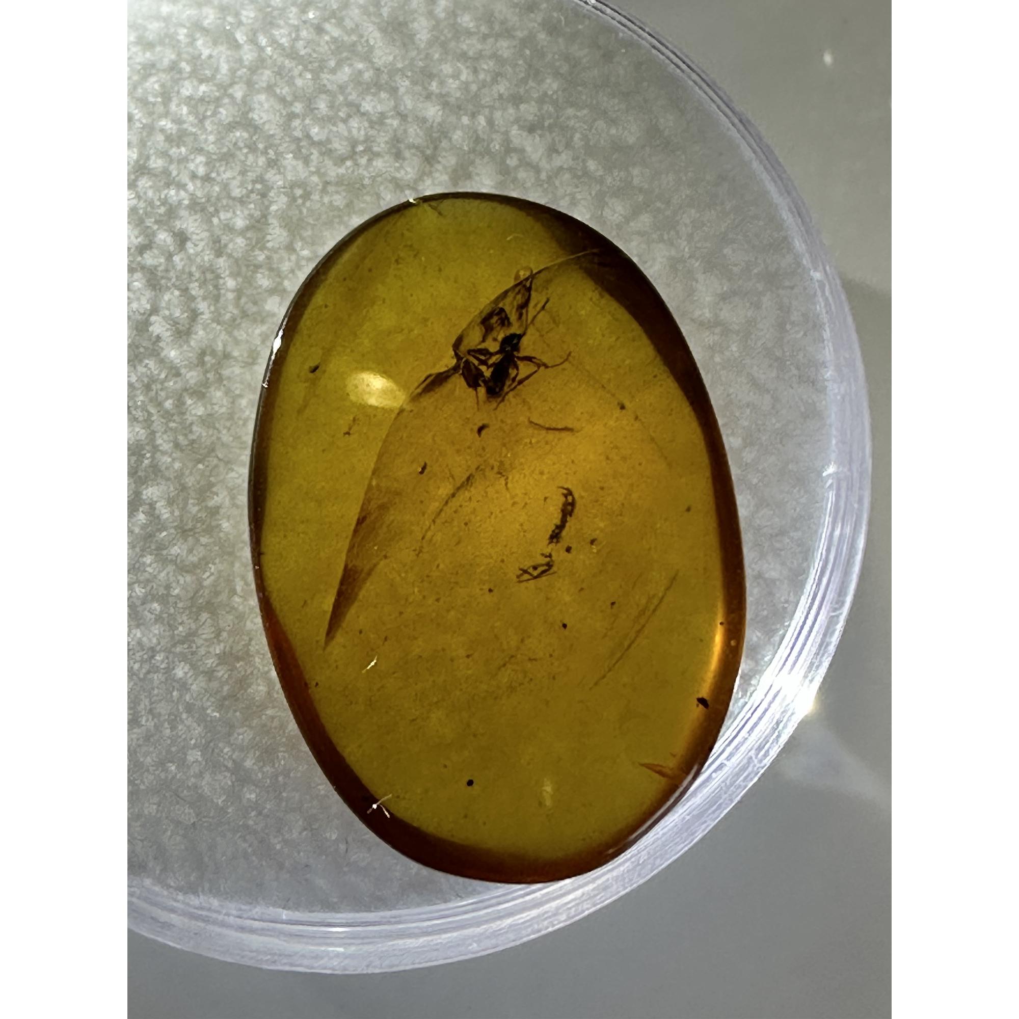 Amber with Bugs , Lithuania Prehistoric Online