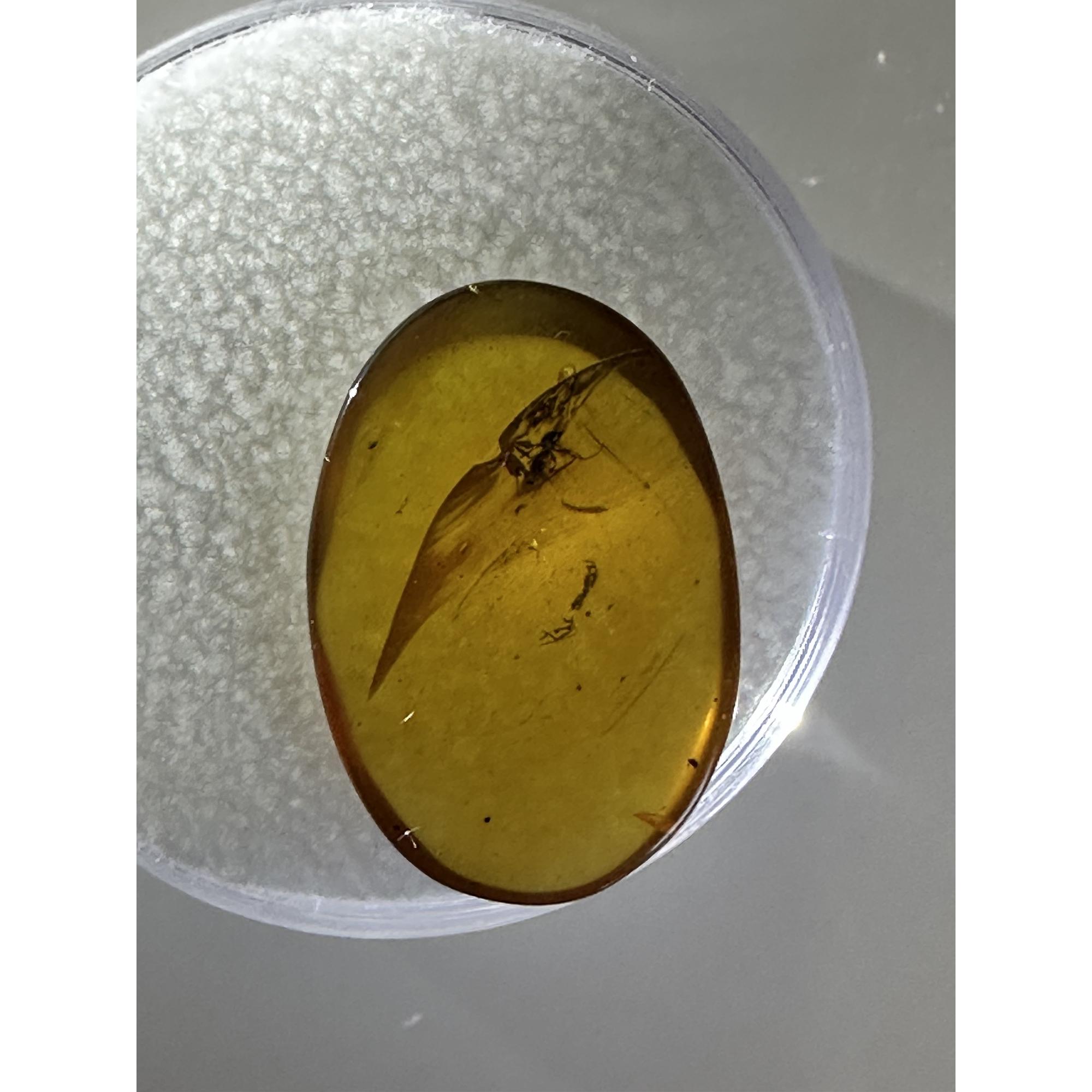 Amber with Bugs , Lithuania Prehistoric Online