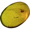 Amber with Bugs , Lithuania Prehistoric Online