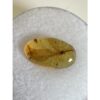 Amber with Bugs , Huge Wings Prehistoric Online