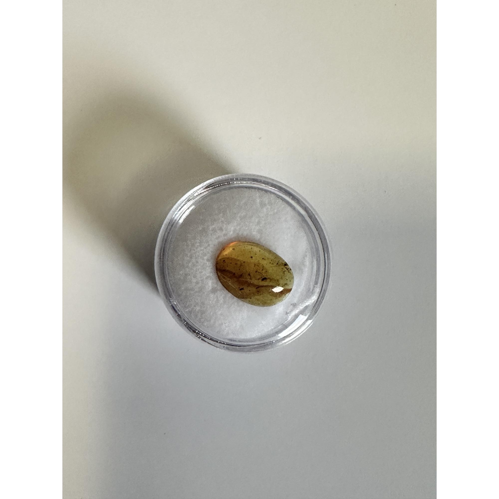 Amber with Bugs , Lithuania Prehistoric Online