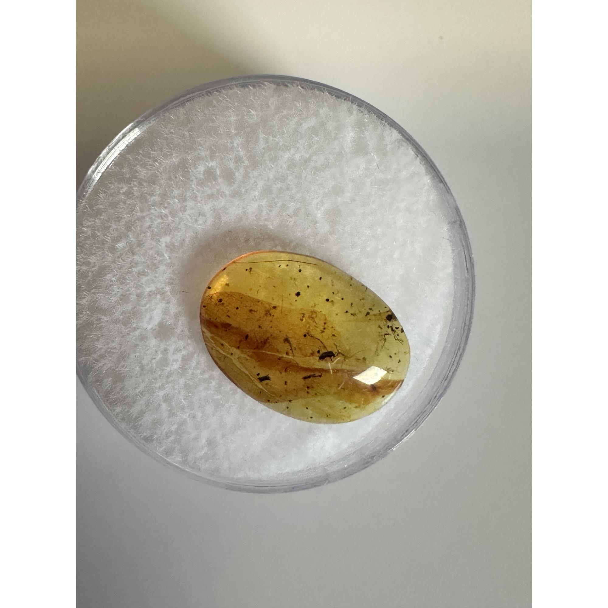 Amber with Bugs , Lithuania Prehistoric Online