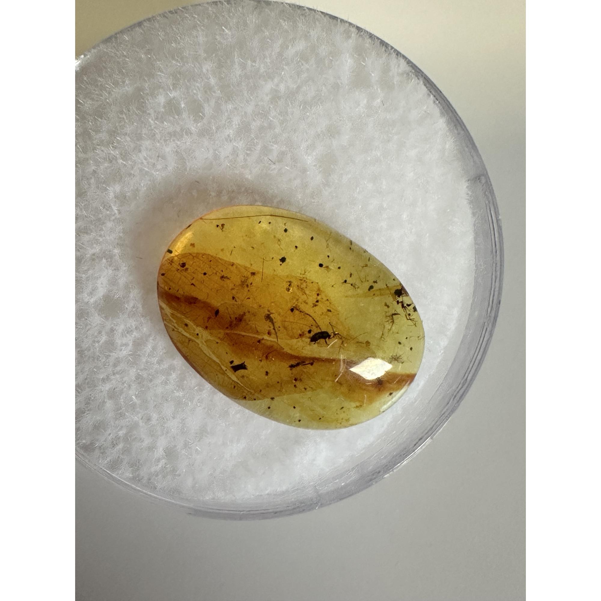 Amber with Bugs , Lithuania Prehistoric Online