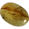 Amber with Bugs , Lithuania Prehistoric Online