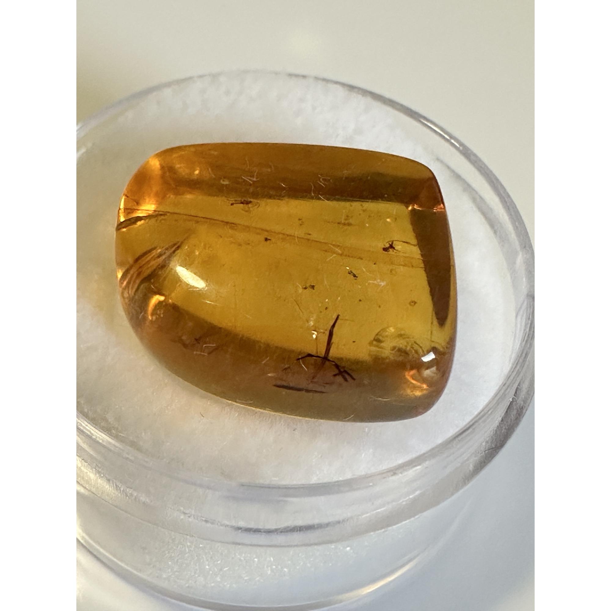 Amber with Bugs , Lithuania Prehistoric Online