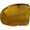 Amber with Bugs , Lithuania Prehistoric Online