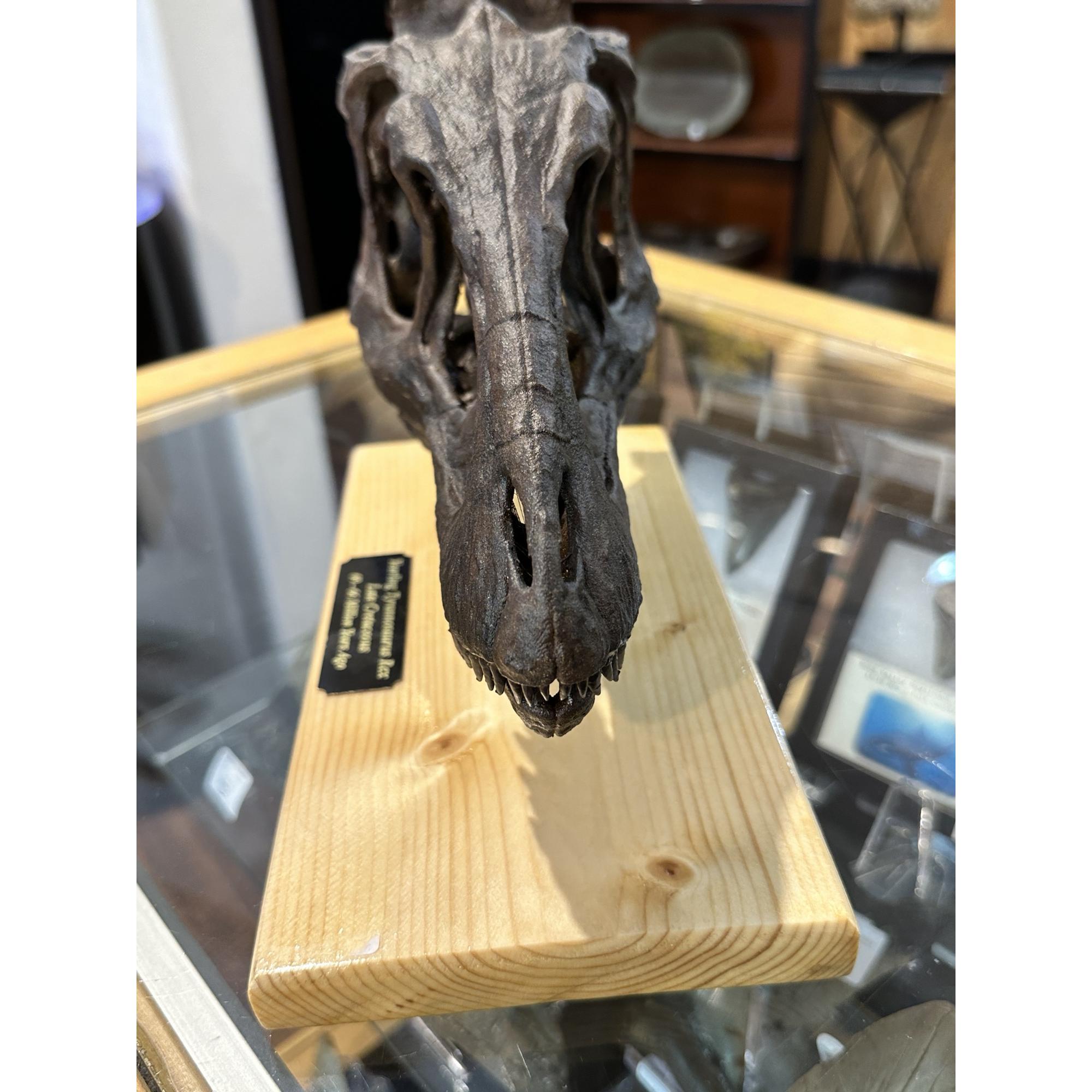 Tyrannosaurus Rex yearling Skull replica Prehistoric Online