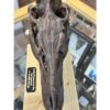 Tyrannosaurus Rex yearling Skull replica Prehistoric Online