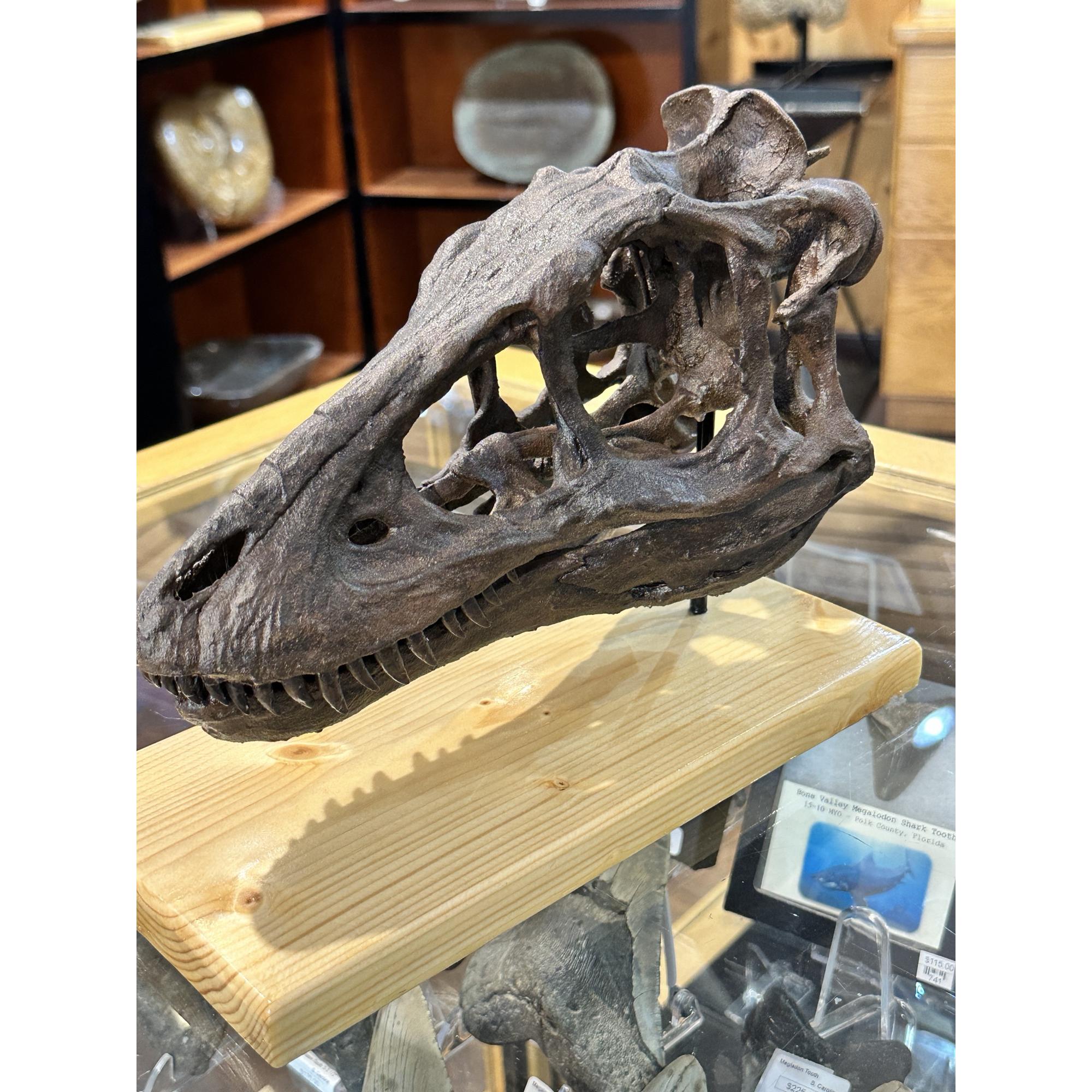 Tyrannosaurus Rex yearling Skull replica Prehistoric Online