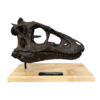 Tyrannosaurus Rex yearling Skull replica Prehistoric Online