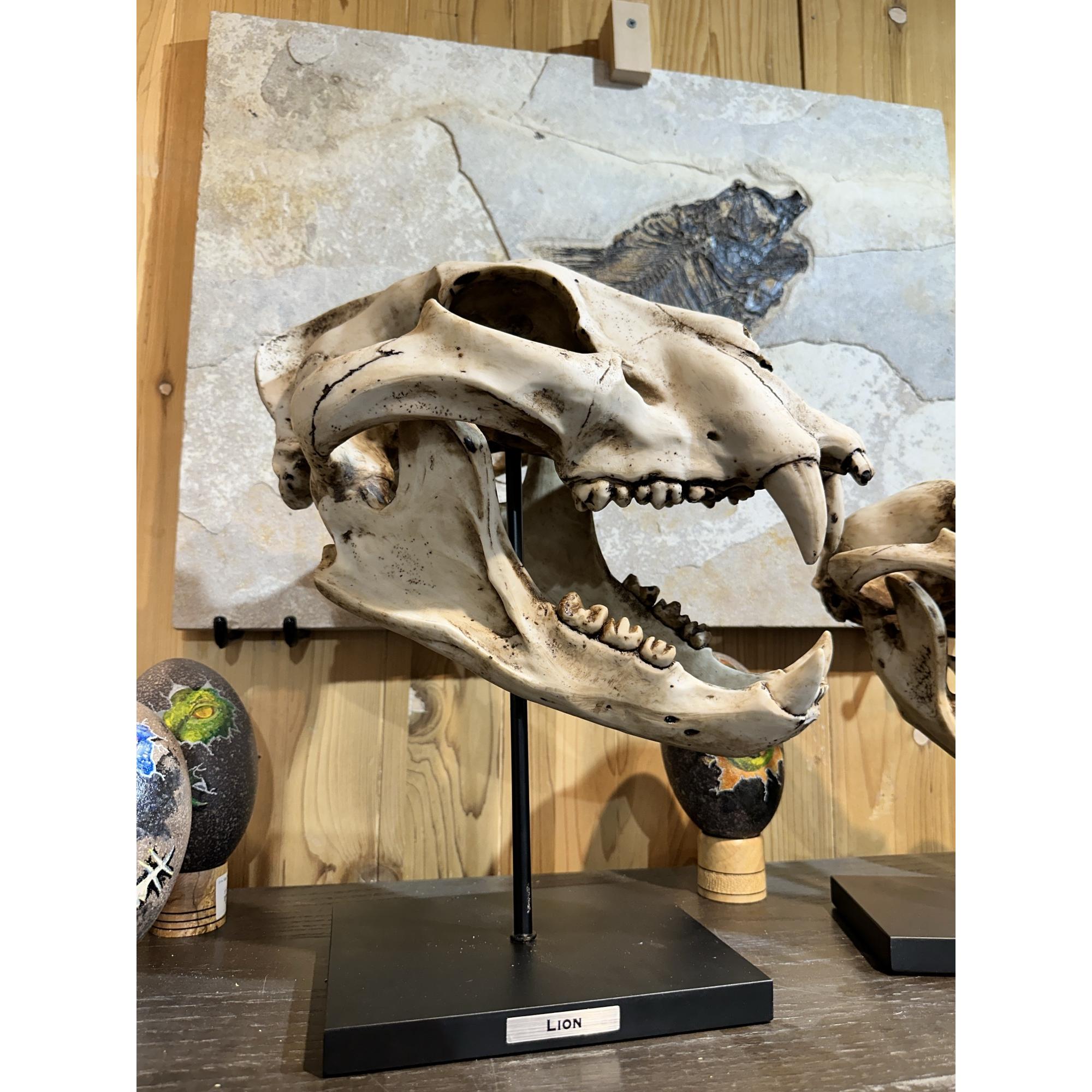 Cave Lion Skull Replica on custom stand Prehistoric Online