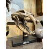 Black Bear Skull Replica on custom stand Prehistoric Online