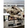 Saber Cat Skull Replica on custom stand Prehistoric Online